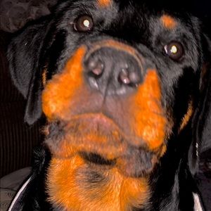 Meet your Posher, Wyatt